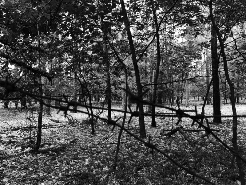 Black and white photo: trees
